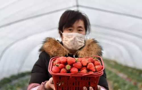 微信點(diǎn)菜+線下配送 直銷模式破解農(nóng)產(chǎn)品銷售與種子經(jīng)營雙難題